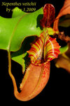 Nepenthes_veitchii_3_002veitchii