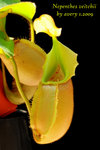 Nepenthes_veitchii_4_002veitchii