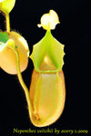 Nepenthes_veitchii_5_002veitchii