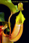 Nepenthes_veitchii_6_001veitchii
