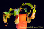 Nepenthes_veitchii_7_001 veitchii