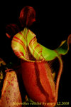 Nepenthes_veitchii_8_001veitchii