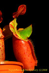 Nepenthes_veitchii_9 veitchii