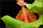 nEO_IMG_DSC_7676 veitchii