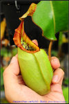 nEO_IMG_DSC_8934 Nepenthes veitchii - Bario
