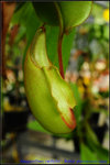 nEO_IMG_DSC_8935 Nepenthes veitchii - Bario