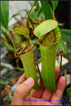 DSC_3066_nEO_IMG Nepenthes ventricosa x rafflesiana