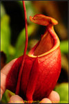 DSC_0522_nEO_IMG Nepenthes Viking Red Klom Form