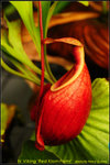 DSC_0523_nEO_IMG Nepenthes Viking Red Klom Form