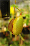 DSC_3540_nEO_IMG Nepenthes viking