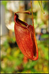 DSC_3541_nEO_IMG Nepenthes viking