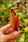 DSC_3548_nEO_IMG Nepenthes viking