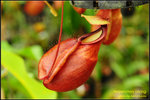 DSC_4249_nEO_IMG Nepenthes viking