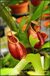 DSC_9369_nEO_IMG Nepenthes viking