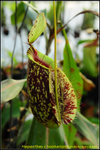 DSC_3718_nEO_IMG Nepenthes x hookeriana