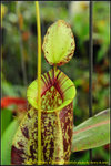 DSC_3719_nEO_IMG Nepenthes x hookeriana