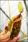 DSC_3770_nEO_IMG Nepenthes x hookeriana
