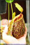 nEO_IMG_DSC_8908 Nepenthes x hookeriana
