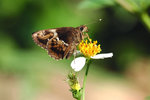 �Ƨ˽�