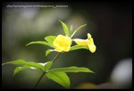 20090529082921542