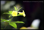 20090602082345437