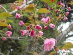3月櫻花1
