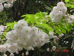 3月櫻花4