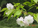 3月櫻花