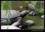 DPP_0006