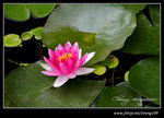DPP_0012