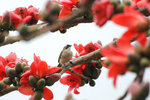 s- DSC_8508 crop