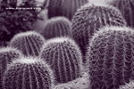 IMG_7544a