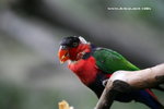 IMG_7625a