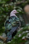 IMG_7644a