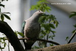 IMG_7662a
