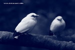 IMG_7690a