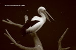 IMG_7703a