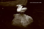 IMG_7704a