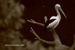 IMG_7709a