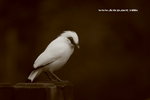 IMG_7724a