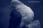 IMG_7728a