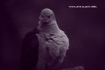 IMG_7734a