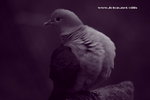 IMG_7737a