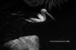 IMG_7741a