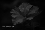IMG_7754a