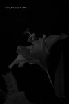 IMG_7755a