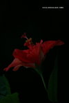 IMG_7756a