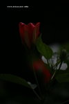 IMG_7757a