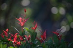 IMG_7105
