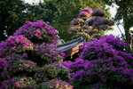 IMG_7147a